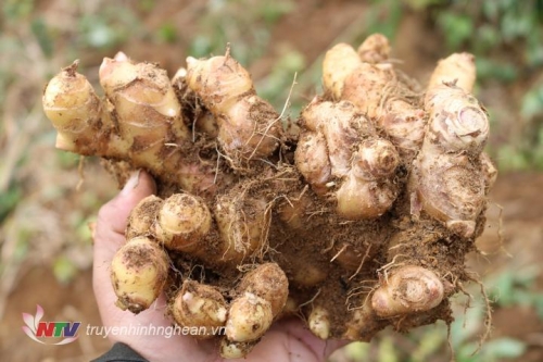 Gừng Kỳ Sơn được cấp chỉ dẫn địa lý