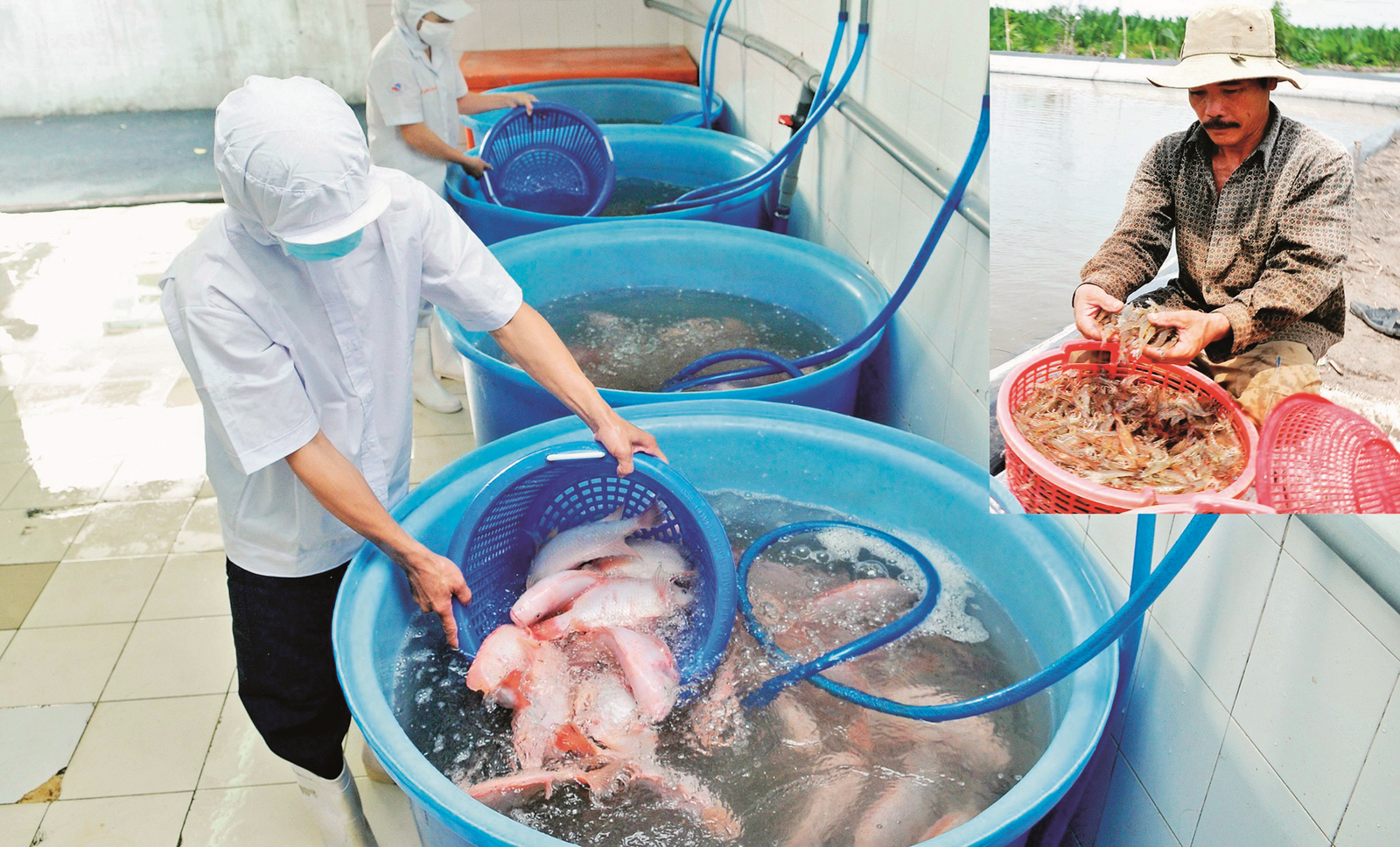 doanh nghiep thuy san gap kho trong nam 2019