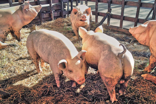 Ngành chăn nuôi: Cần điều chỉnh cho phù hợp thị trường