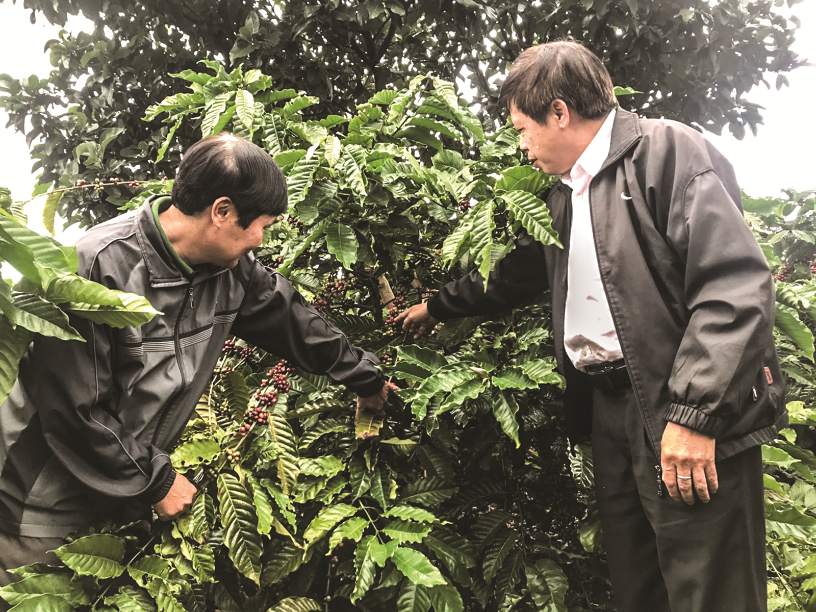 Tín dụng tái canh cây cà phê phát huy hiệu quả