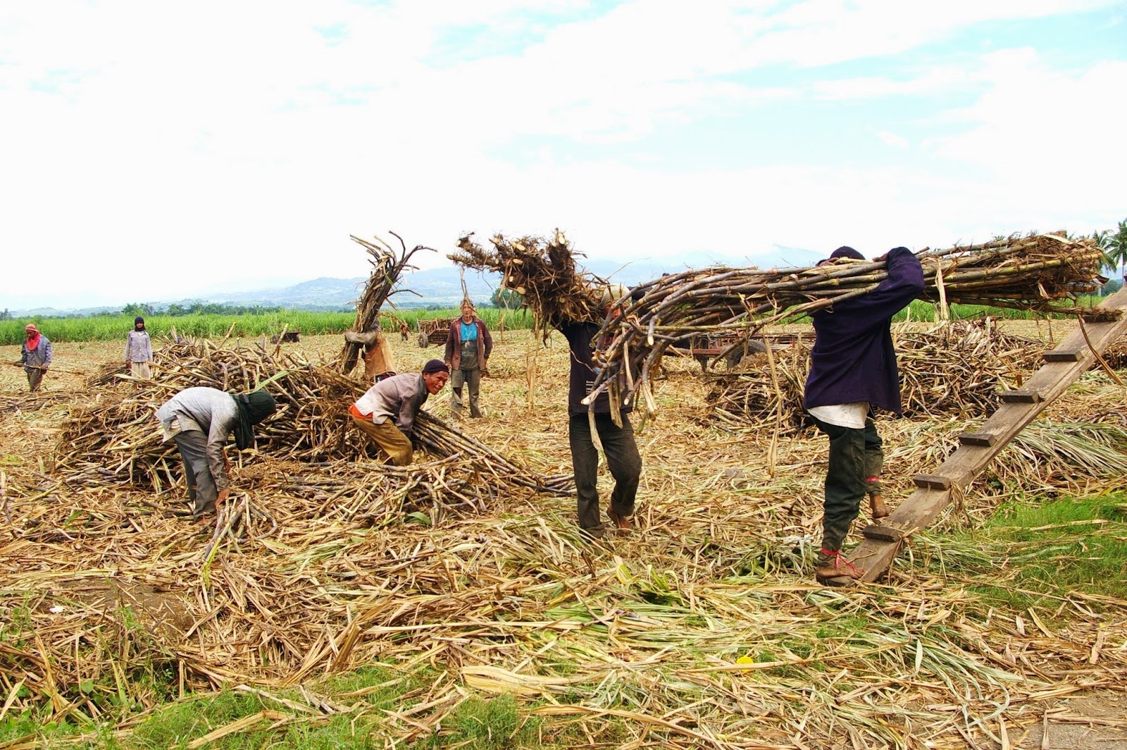 nganh mia duong viet nam cho doi mot cuoc choi cong bang