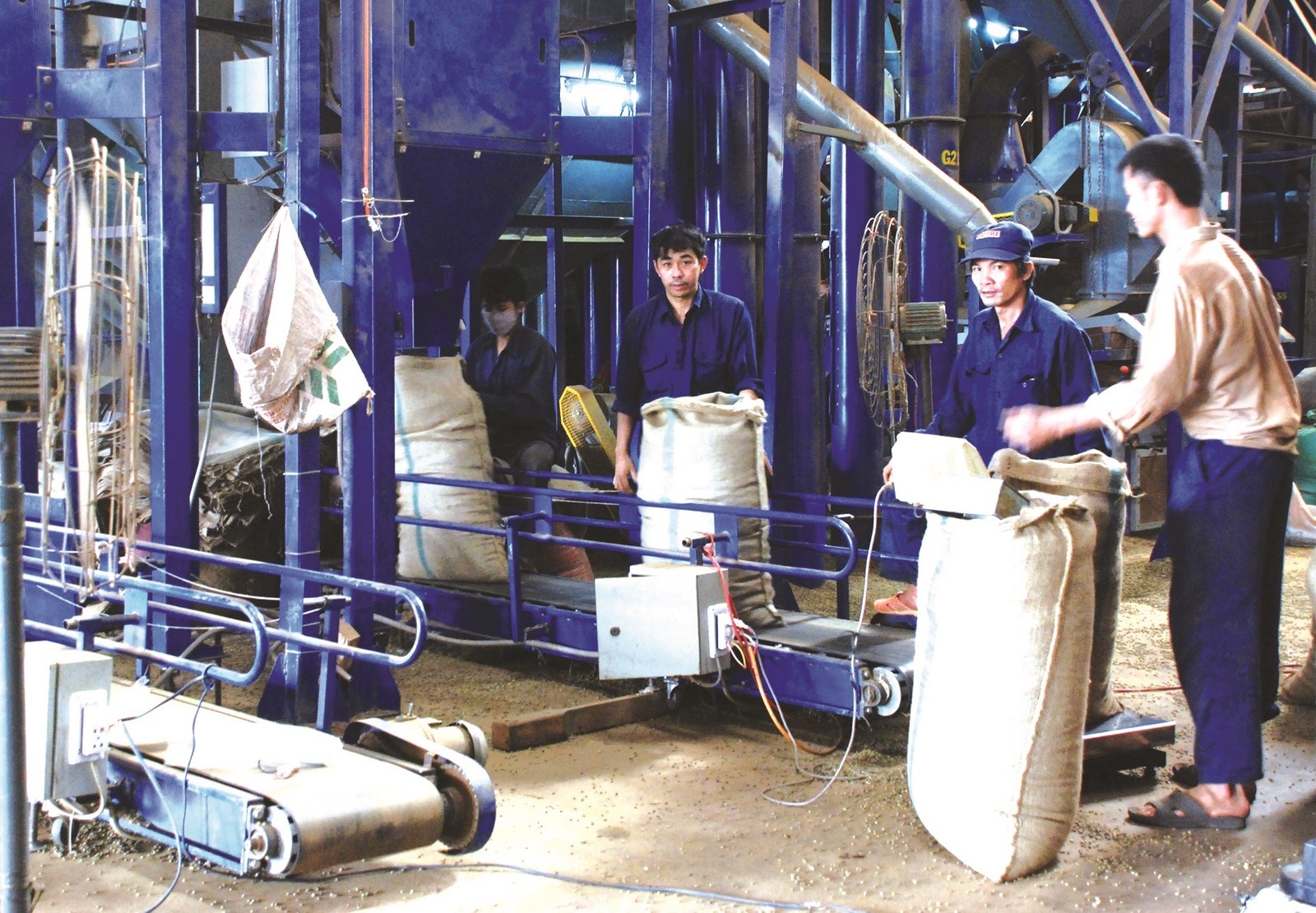 Để phát triển ngành cà phê bền vững