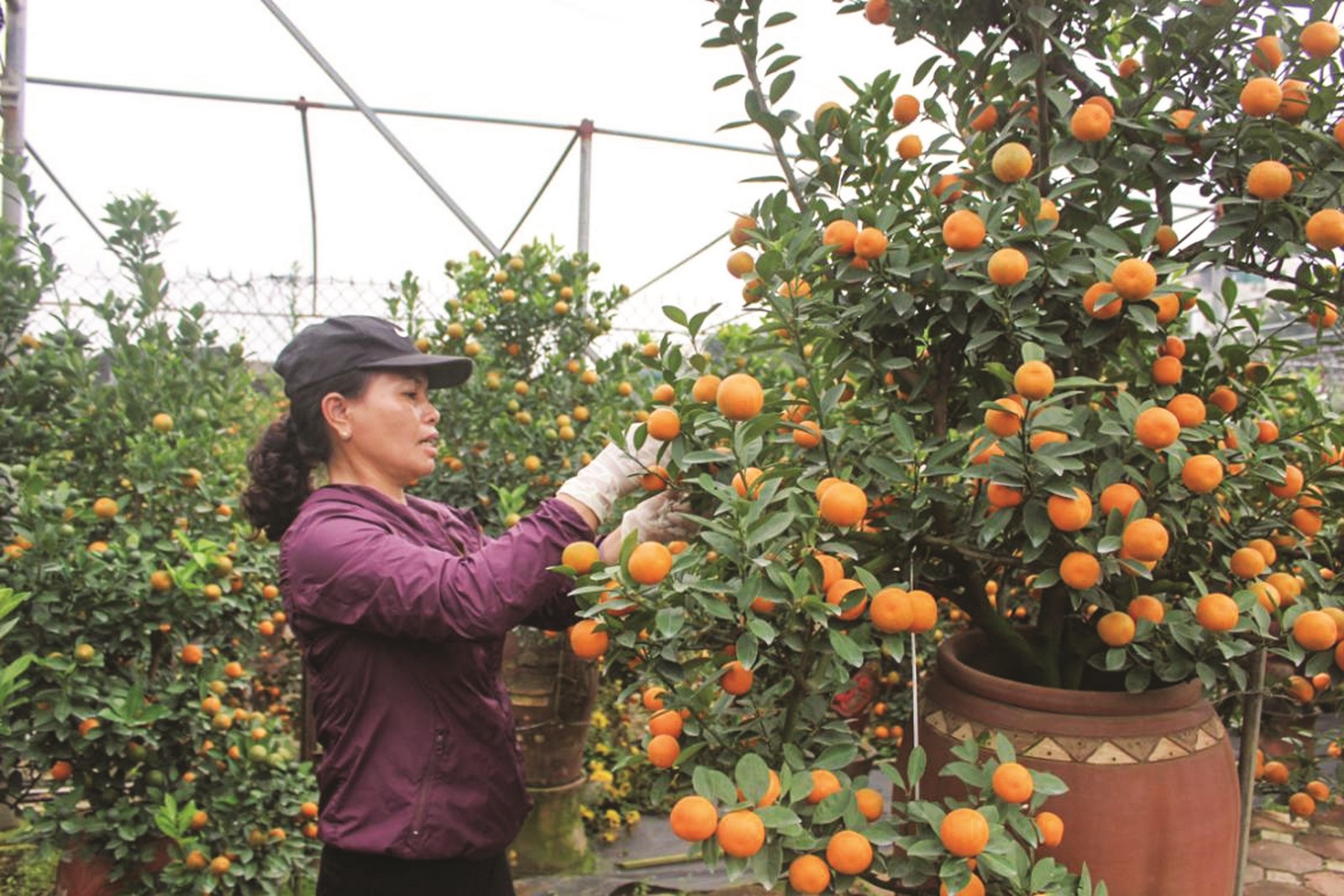 Khi nông dân bán hàng qua mạng khi nong dan ban hang qua mang