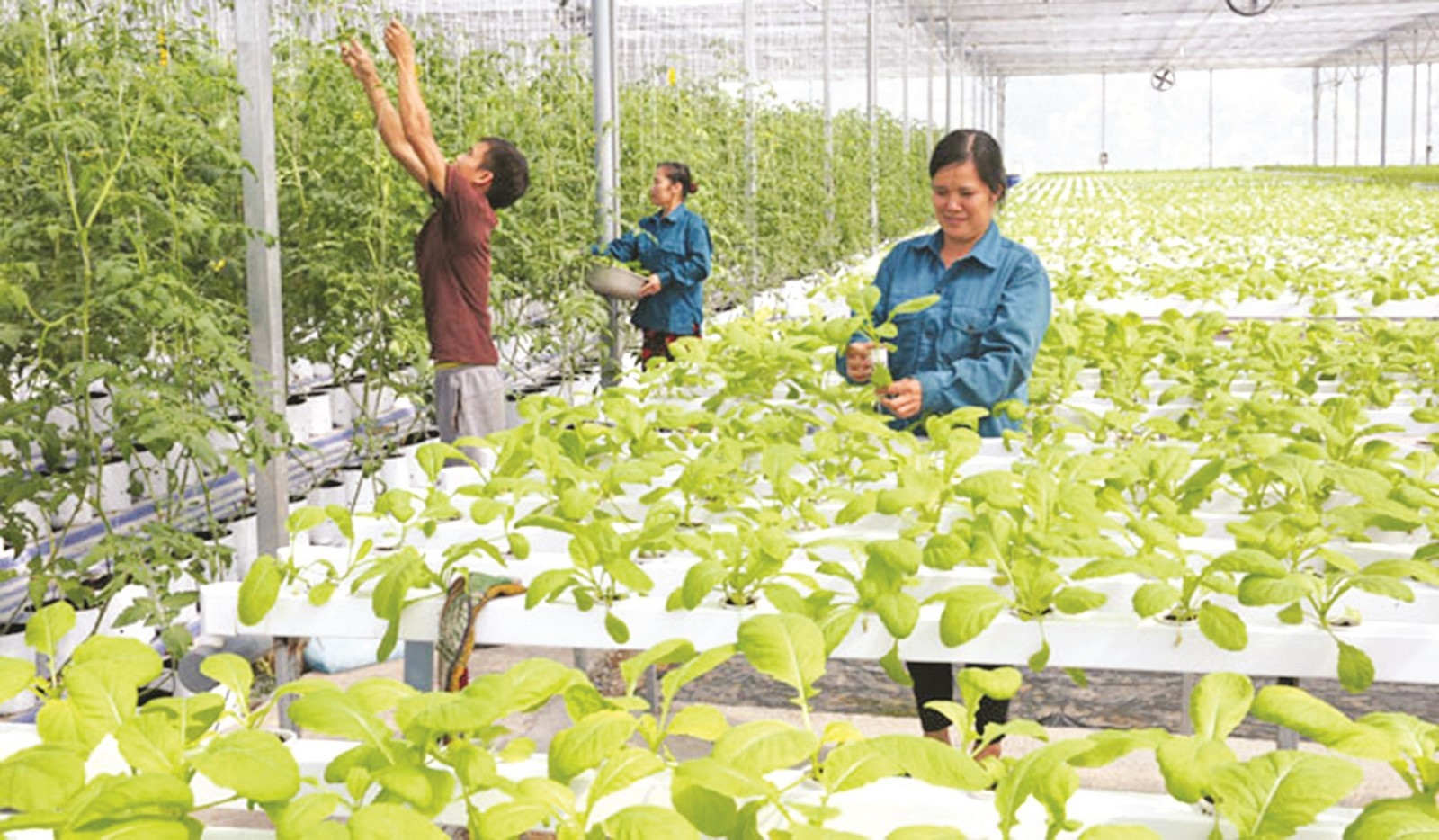 day manh ung dung khoa hoc trong nong nghiep