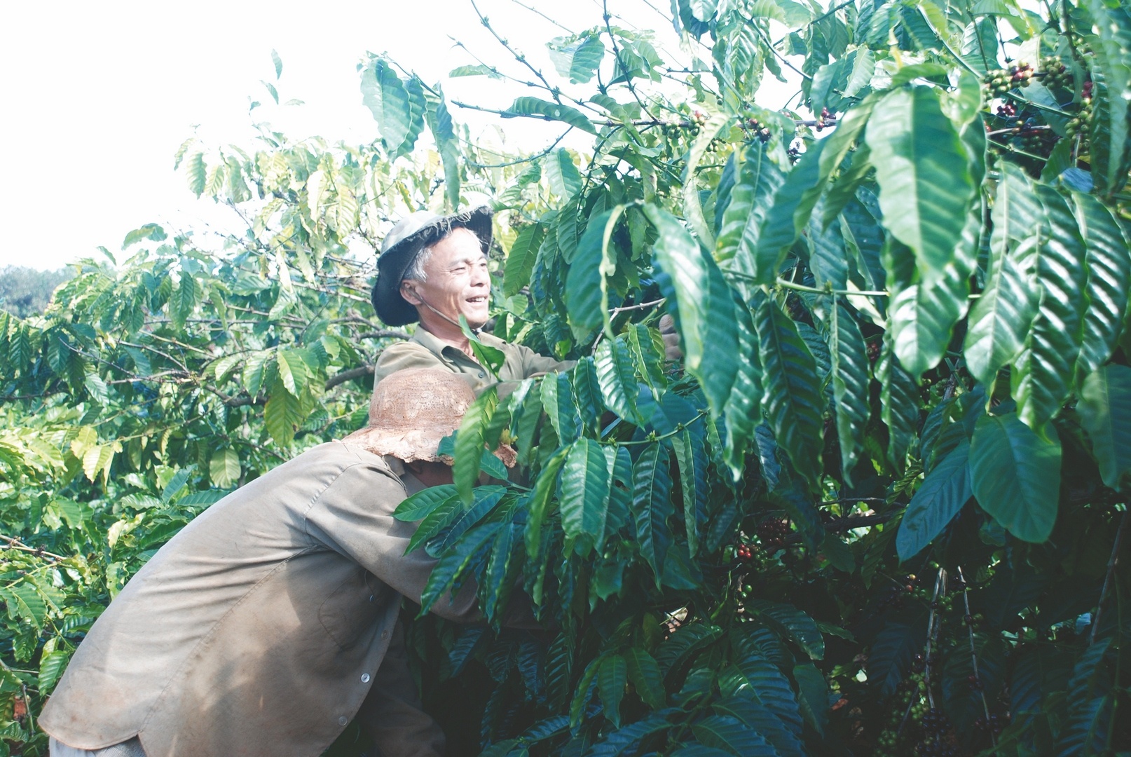 Dịch bệnh ảnh hưởng đến thu hái cà phê dich benh anh huong den thu hai ca phe