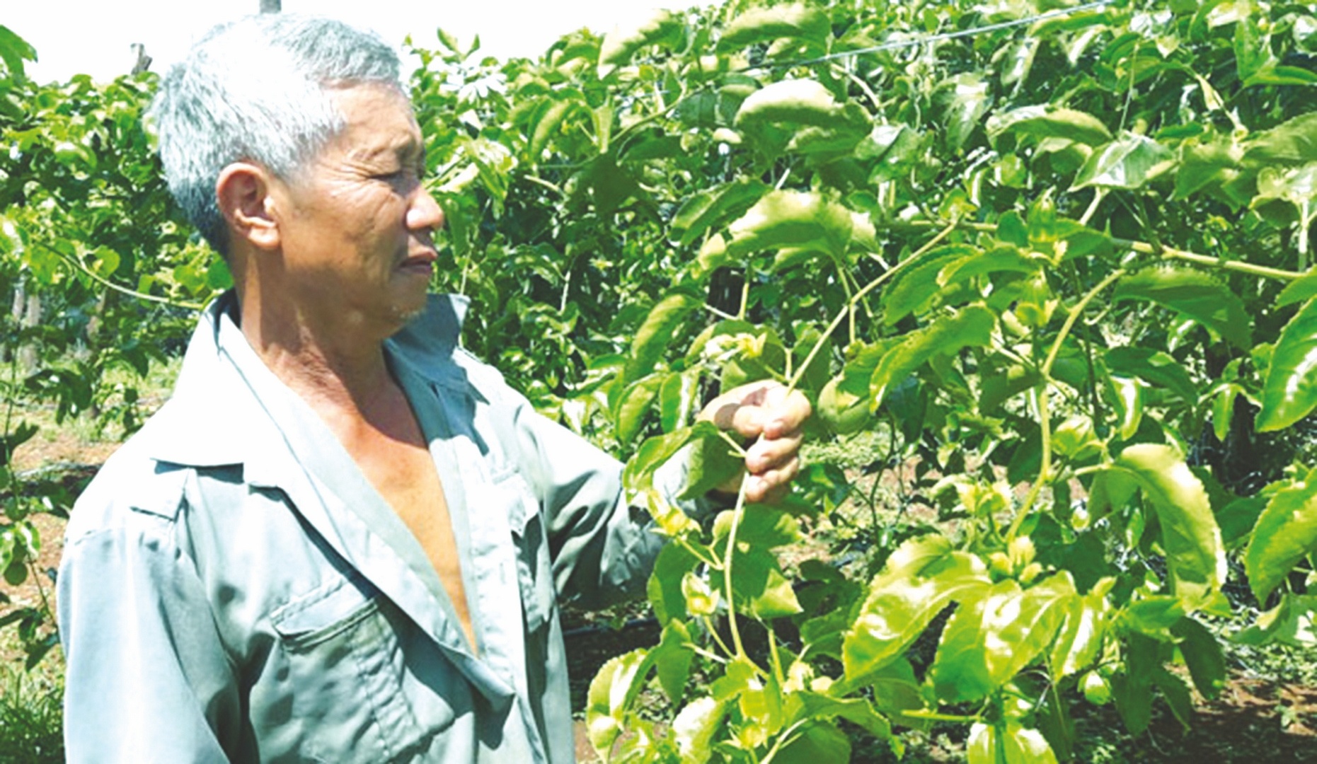 Hiệu quả chuỗi liên kết trong nông nghiệp hieu qua chuoi lien ket trong nong nghiep