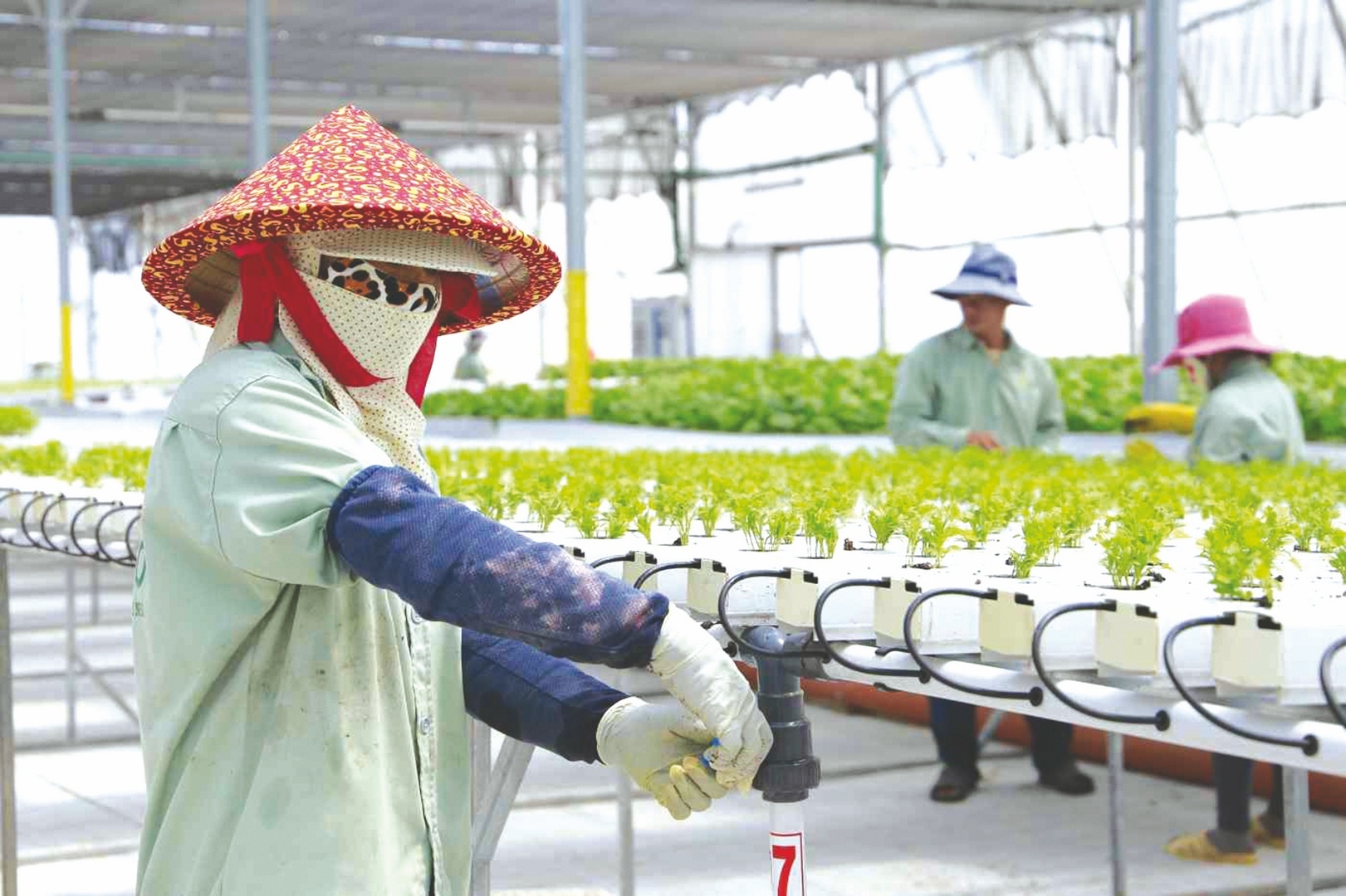 ban an xanh cho nguoi viet