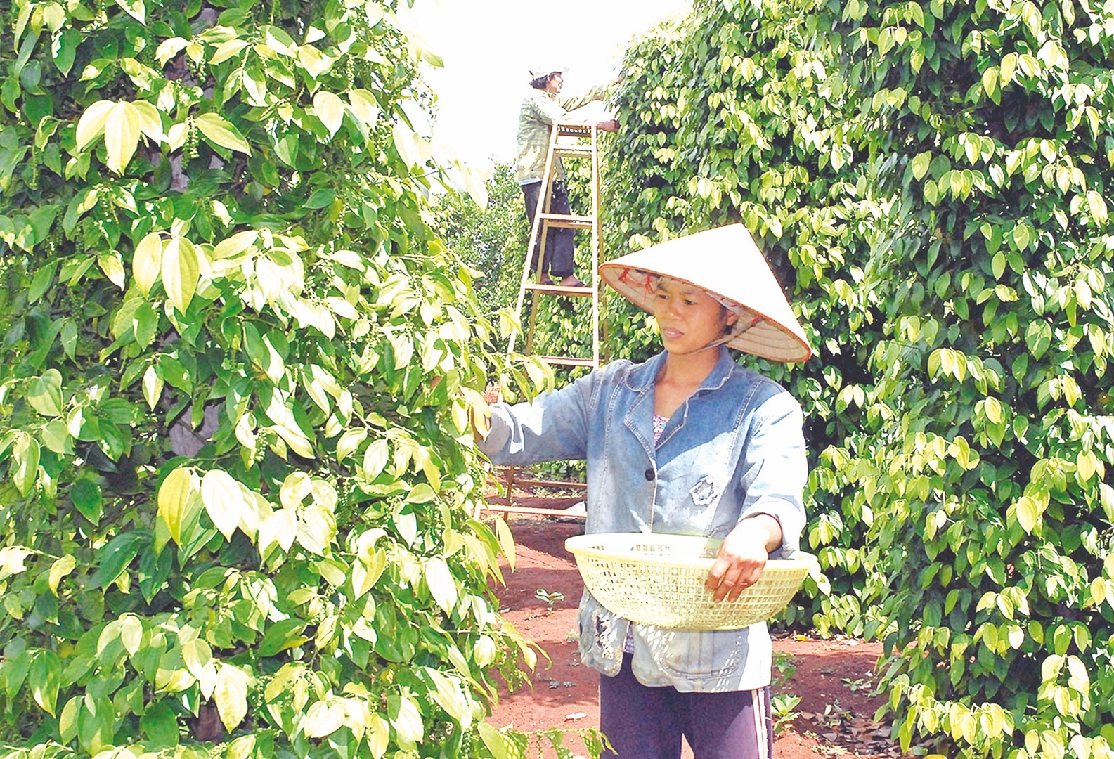 co hoi cho nganh ho tieu viet