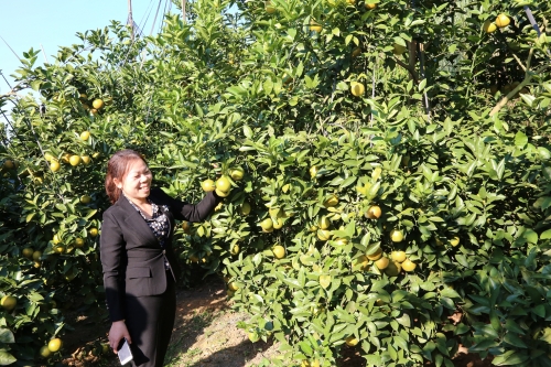 QTDND Quý Sơn: Điểm tựa cho phát triển kinh tế tại địa phương QTDND Quý Sơn: Điểm tựa cho phát triển kinh tế tại địa phương