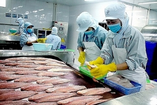 Mỹ ban hành kết luận cuối cùng đợt rà soát thuế chống bán phá giá với cá tra, basa Việt Nam