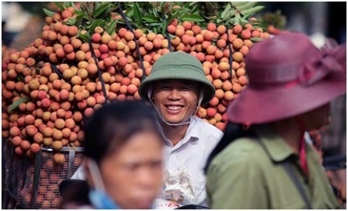 Giá quả vải tại Trung Quốc năm nay dự báo sẽ cao