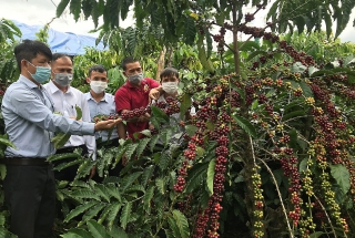 Cơ hội để xuất khẩu chè, cà phê sang thị trường Ấn Độ