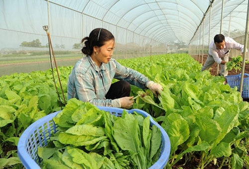 Hà Nội: Phấn đấu đến năm 2025 có 2.052 hợp tác xã Hà Nội: Phấn đấu đến năm 2025 có 2.052 hợp tác xã