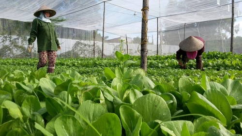 Nông sản hữu cơ có tiềm năng để xuất khẩu