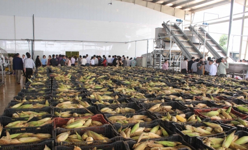 Khánh thành trung tâm chế biến rau quả lớn nhất Tây Nguyên