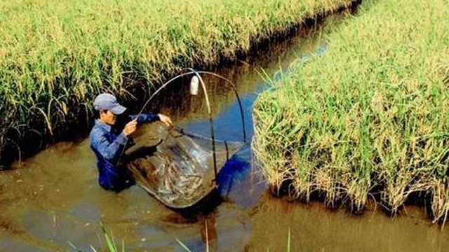 Hà Nội chi gần 16 tỷ đồng phát triển nuôi tôm càng xanh