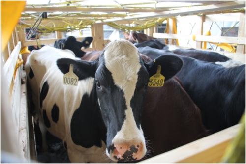 Vinamilk có hệ thống trang trại Global G.A.P lớn nhất châu Á Vinamilk có hệ thống trang trại Global G.A.P lớn nhất châu Á