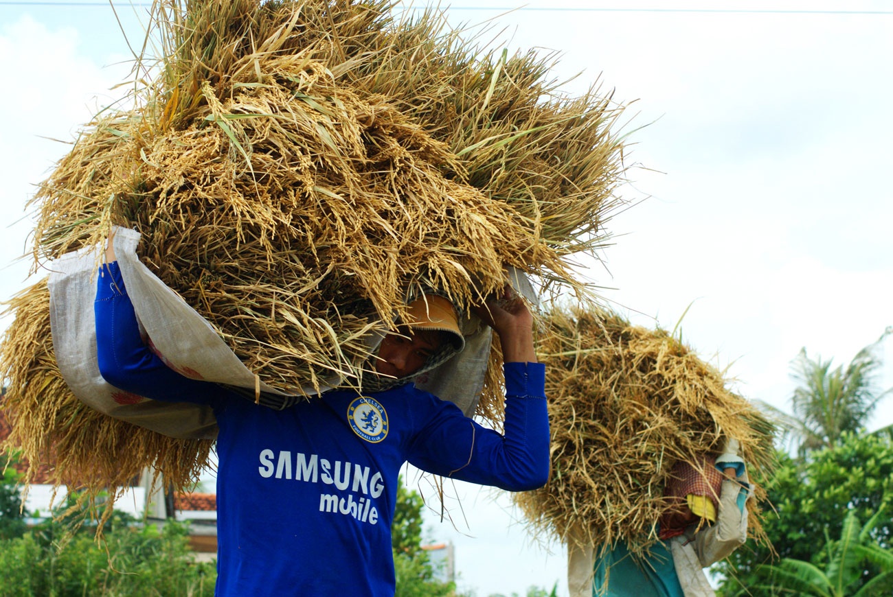 ngon nhat the gioi gao viet van se gap kho trong nam 2020