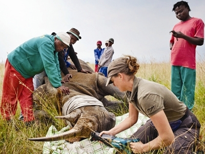 Bán mật gấu và sừng tê giác giả Bán mật gấu và sừng tê giác giả