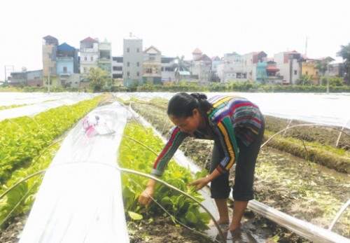 Tổ vay vốn - Cầu nối những bờ vui Tổ vay vốn - Cầu nối những bờ vui