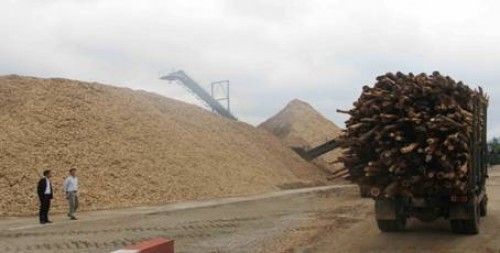 Bất cập quản lý xuất khẩu gỗ nguyên liệu