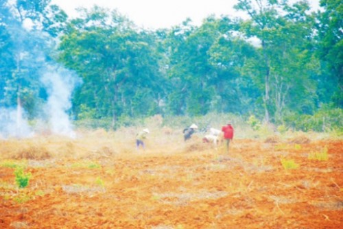 Bất cập phát triển vùng cao su Bất cập phát triển vùng cao su