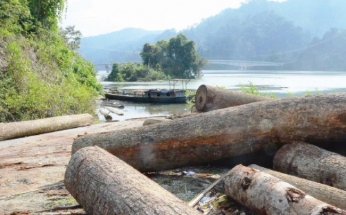 Giáp Tết, vẫn nóng chuyện gỗ lậu Giáp Tết, vẫn nóng chuyện gỗ lậu