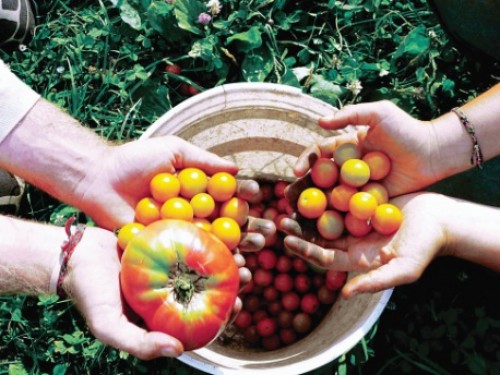 “Làn sóng” đầu tư vào nông nghiệp sạch