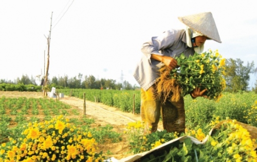 Những làng hoa vào xuân Những làng hoa vào xuân