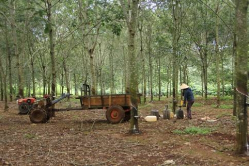 Giá gỗ cao su “nhảy múa” Giá gỗ cao su “nhảy múa”