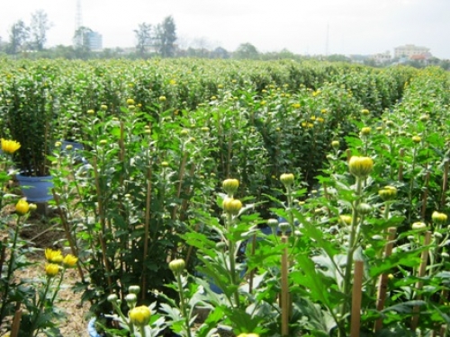 Miền Trung chùng lòng hoa tết