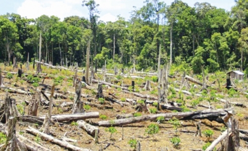 Mất rừng, do đâu?