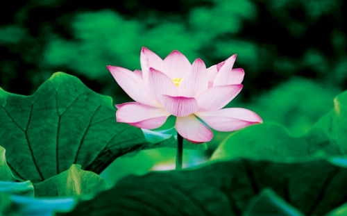 Những bông sen từ bùn đất Việt