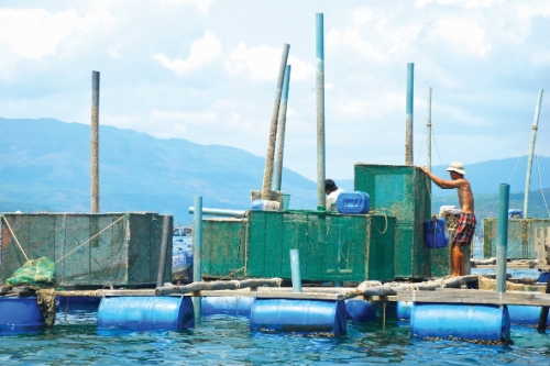 Nuôi tôm hùm gặp khó