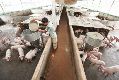 Ngành chăn nuôi hướng đến chuỗi giá trị bền vững