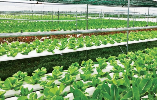 Khởi nghiệp từ nông sản sạch