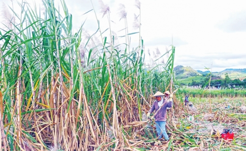 Nông dân trồng mía đối mặt với khó khăn Nông dân trồng mía đối mặt với khó khăn