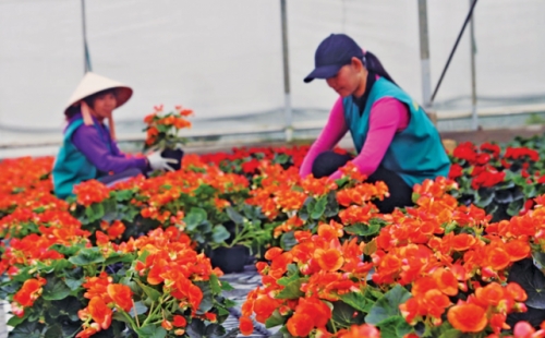 Xuân về trên cao nguyên Lâm Viên