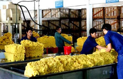 Cao su chuyển hướng vào thị trường nội