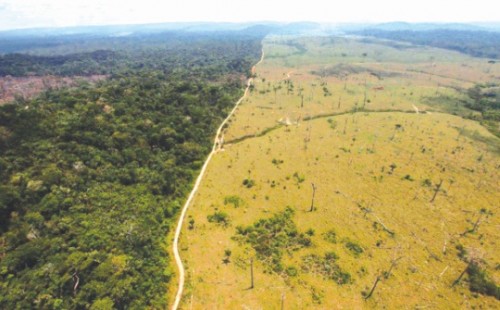 Gỗ lậu… không biên giới!