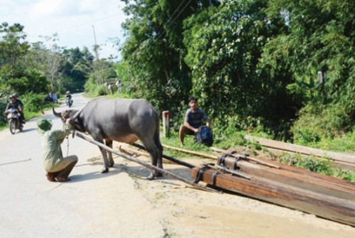 Vẫn nóng chuyện chuyển gỗ lậu