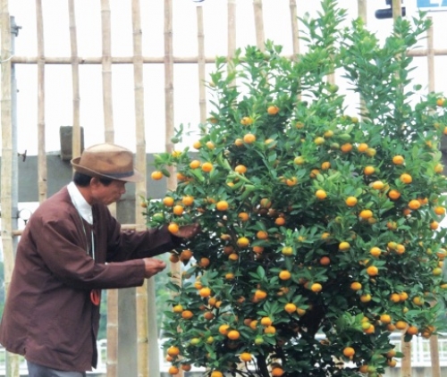 Ngày hội quất cảnh