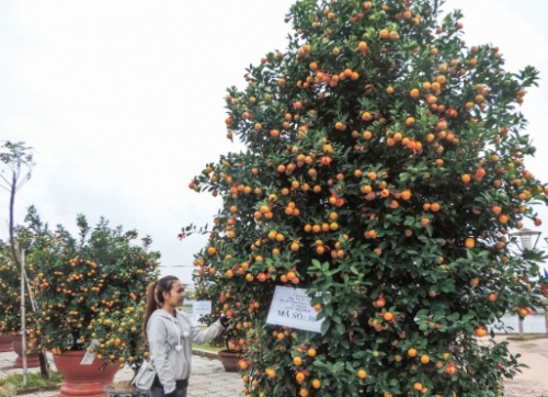 Ngày hội quất cảnh
