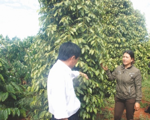 Rủi ro từ cây tiêu