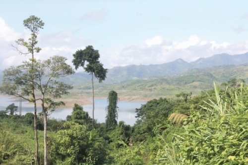 Liên kết giải cứu cây dược liệu