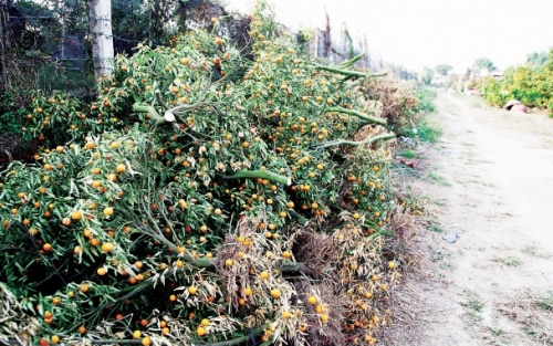 Nghề nhặt xác đào