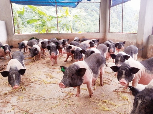 2017 - Tiếp tục là năm cao điểm ATTP