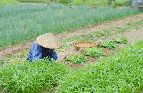 Đắng lòng với rau xanh Đắng lòng với rau xanh