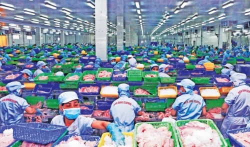 Cá tra - kỳ vọng tăng trưởng mạnh