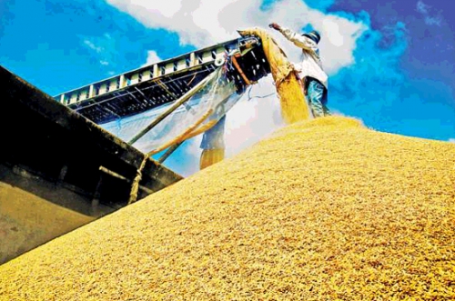 Nhà băng hỗ trợ giải cứu giá lúa